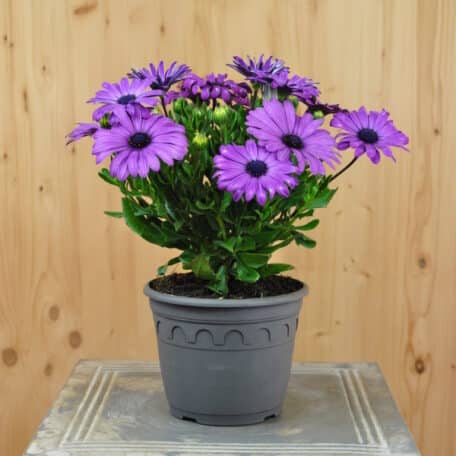 Kapmargerite - Osteospermum ecklonis - 3 Stück