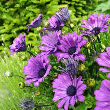 Kapmargerite - Osteospermum ecklonis - 3 Stück