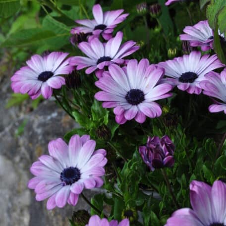 Kapmargerite - Osteospermum ecklonis - Pink Sun - 3 Stück