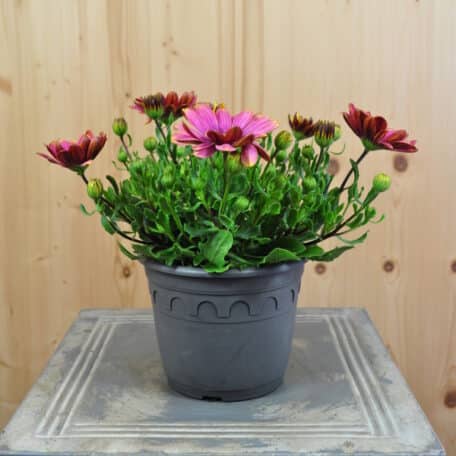 Kapmargerite - Osteospermum ecklonis - 3 Stück