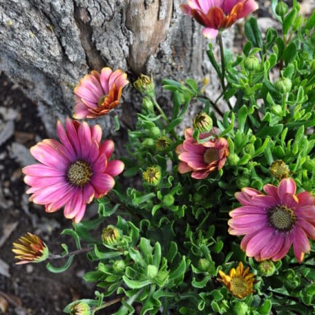 Kapmargerite - Osteospermum ecklonis - 3 Stück