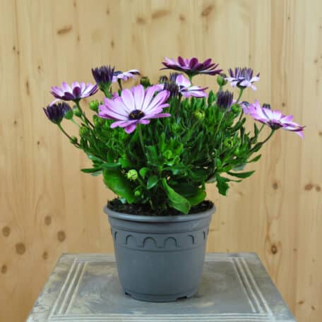 Kapmargerite - Osteospermum ecklonis - Pink Sun - 3 Stück