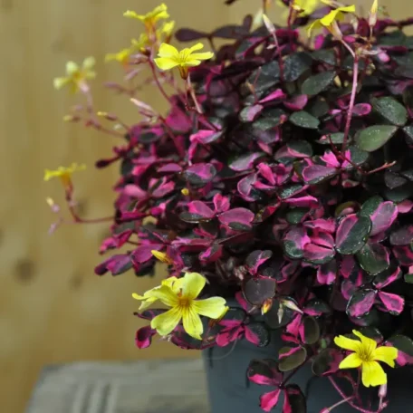 L'oxalis - Oxalis