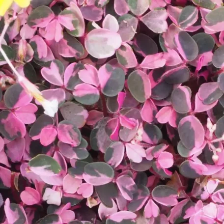 L'oxalis - Oxalis