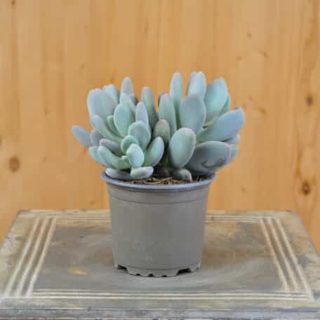 Ein Dickblatt, mit blaugrau bis lavendelfarbenen Blätter - Pachyphytum bracteosum Blue Haze - 6 Stück