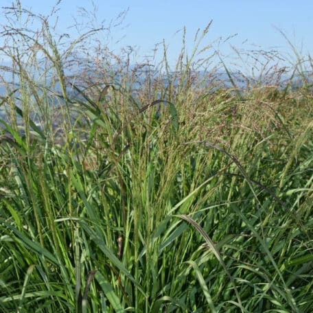 Millet à grandes fleurs - Panicum virgatum