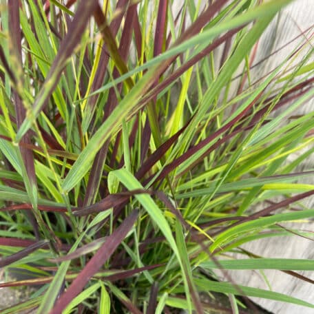 Millet à tiges - Panicum virgatum