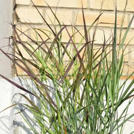 Millet à tiges - Panicum virgatum