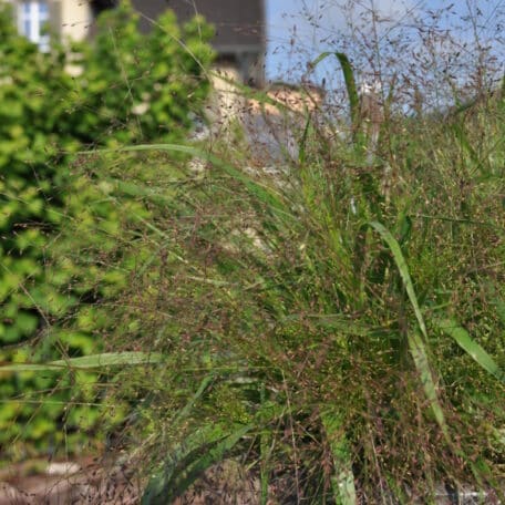 Schnitt-Rutenhirse - Panicum virgatum
