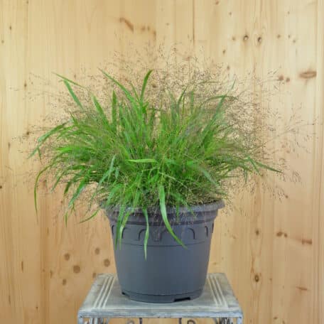 Schnitt-Rutenhirse - Panicum virgatum