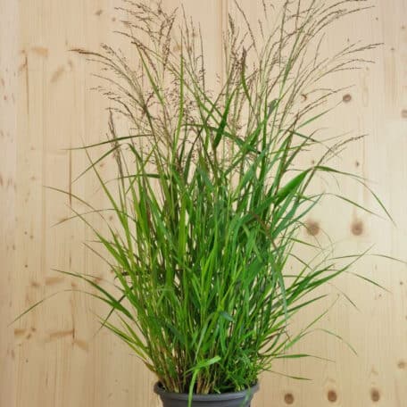 Millet à grandes fleurs - Panicum virgatum