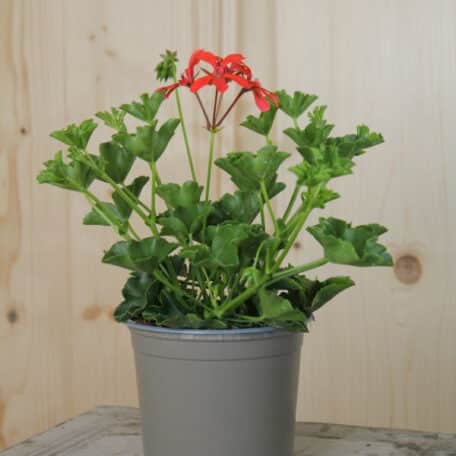 Hängegeranie - Pelargonium Peltatum-Grp