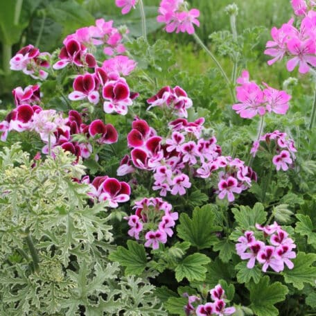 Duft-Geranie - Pelargonium Duft - 2 Stück