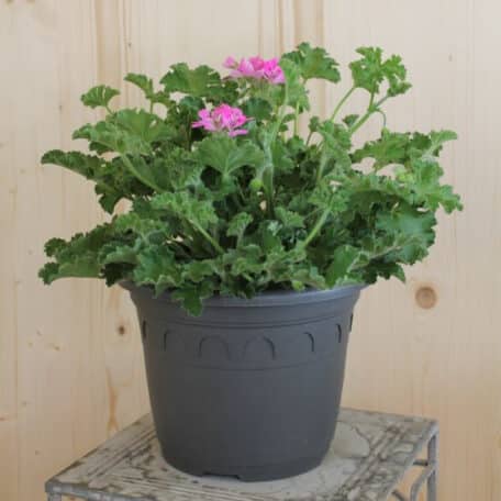 Duft-Geranie - Pelargonium hybrida