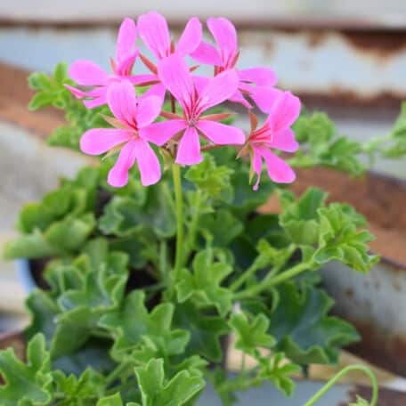 Hängegeranie - Pelargonium Peltatum-Grp