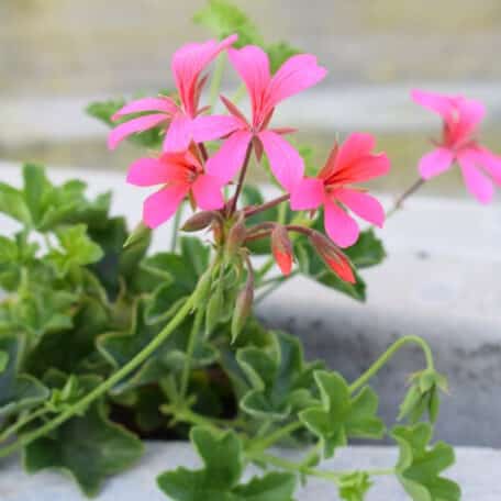 Hängegeranie - Pelargonium Peltatum-Grp