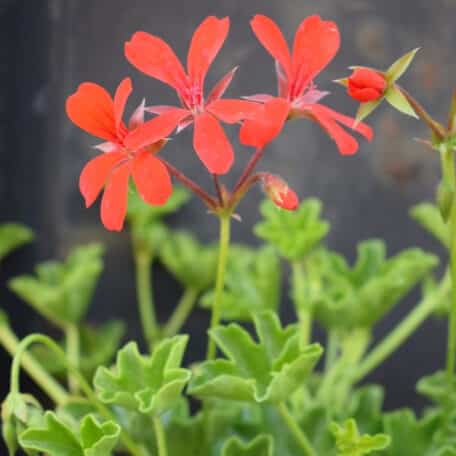Hängegeranie - Pelargonium Peltatum-Grp