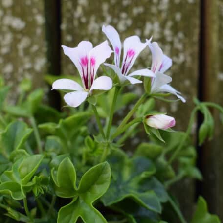 Hängegeranie - Pelargonium Peltatum-Grp