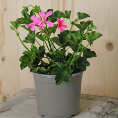 Hängegeranie - Pelargonium Peltatum-Grp