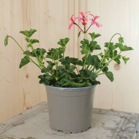 Hängegeranie - Pelargonium Peltatum-Grp