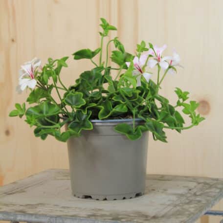 Hängegeranie - Pelargonium Peltatum-Grp