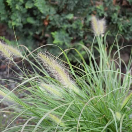 Herbe à touffes de plumes - Pennisetum alopecuroides - 4 pièces