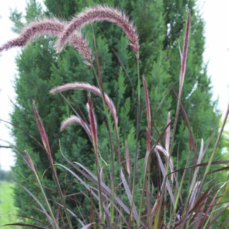 Federborstengras - Pennisetum x advena