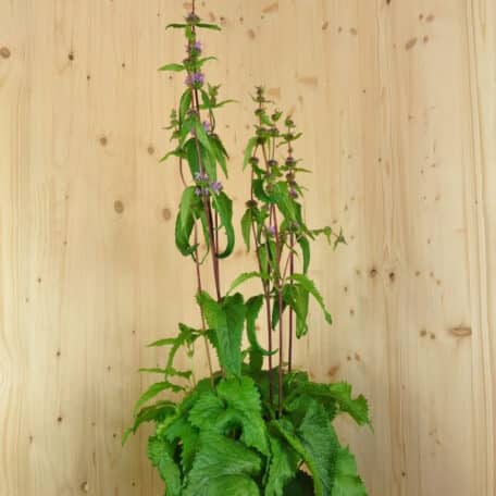 Knollen-Brandkraut - Phlomis tuberosa