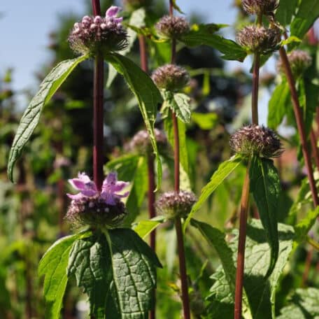 Knollen-Brandkraut - Phlomis tuberosa