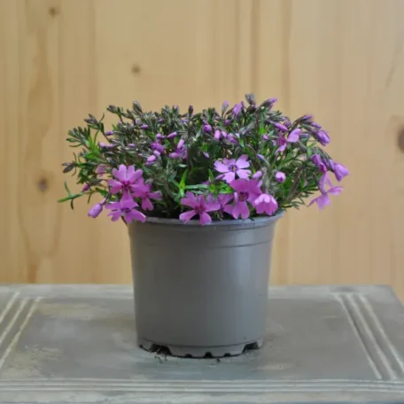 Pinkiger Polster-Phlox - Phlox fabulos