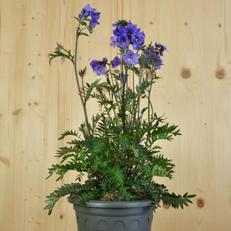 Purpur-Jakobsleiter - Polemonium yezoense