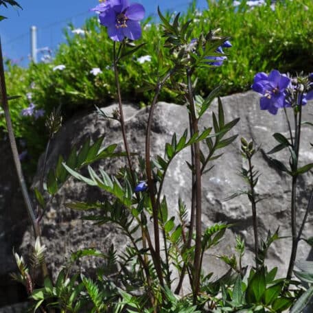 Purpur-Jakobsleiter - Polemonium yezoense