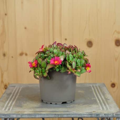 Portulak - Portulaca oleracea - 4 Stück