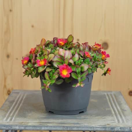 Portulak - Portulaca oleracea - 3 Stück