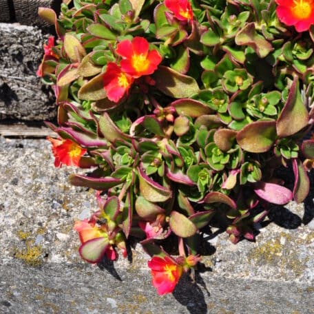 Portulak - Portulaca oleracea - 3 Stück