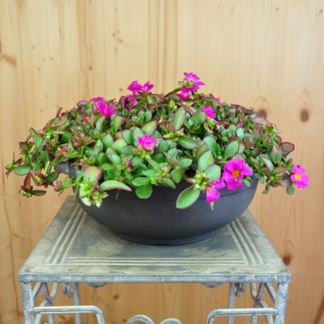 Portulak - Portulaca oleracea