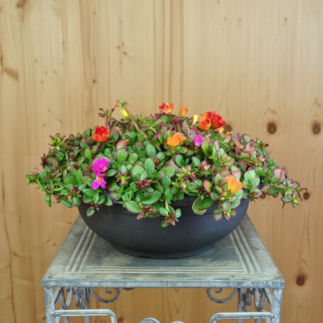 Portulak - Portulaca oleracea