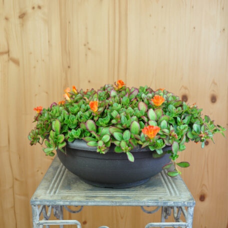 Portulak - Portulaca oleracea