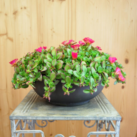 Portulak - Portulaca oleracea