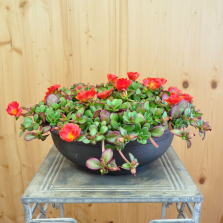 Portulak - Portulaca oleracea