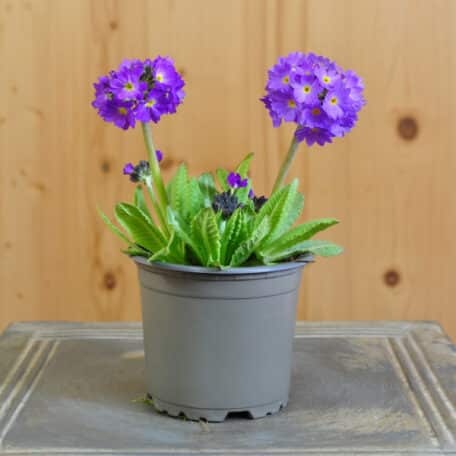 Primevère boule - Primula denticulata - 6 pièces
