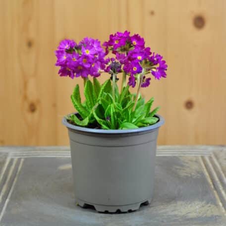 Primevère boule - Primula denticulata - 6 pièces