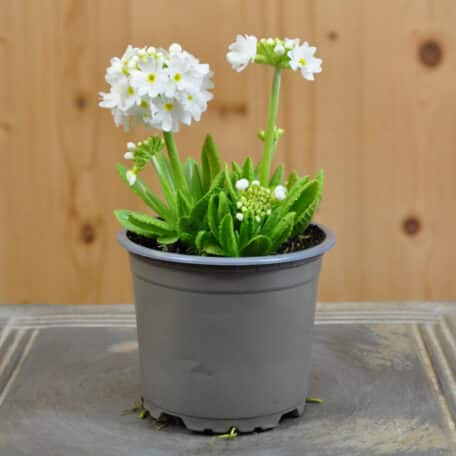 Primevère boule - Primula denticulata - 6 pièces