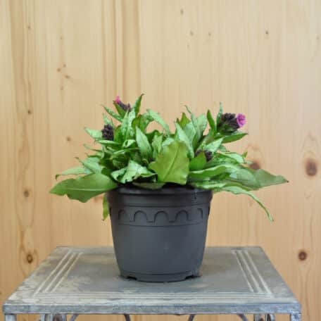 Bodendeckendes Gross-geflecktes Lungenkraut - Pulmonaria saccharata Silver Bouquet - 3 Stück