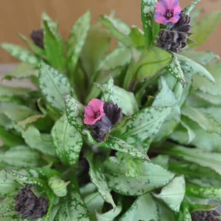 Bodendeckendes Gross-geflecktes Lungenkraut - Pulmonaria saccharata Silver Bouquet - 3 Stück