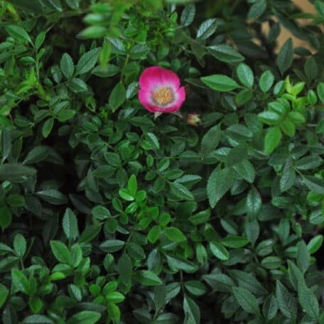 Zierliche-Rose - Rosa