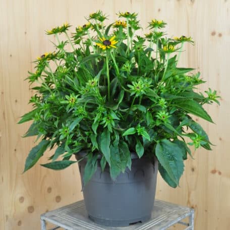Sonnenhut - Rudbeckia fulgida
