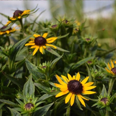 Sonnenhut - Rudbeckia fulgida