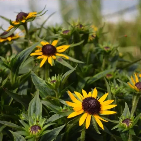 Héliotrope - Rudbeckia fulgida