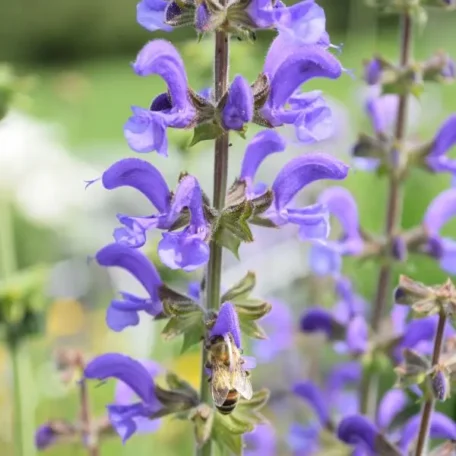 Wiesen-Salbei - Salvia pratensis